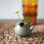Mini Teapot Planter with Copper Coin Plant