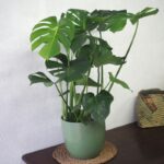 Monstera Plant L