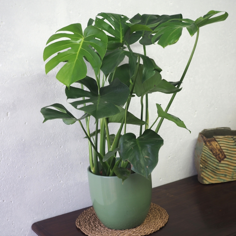 Monstera Plant L