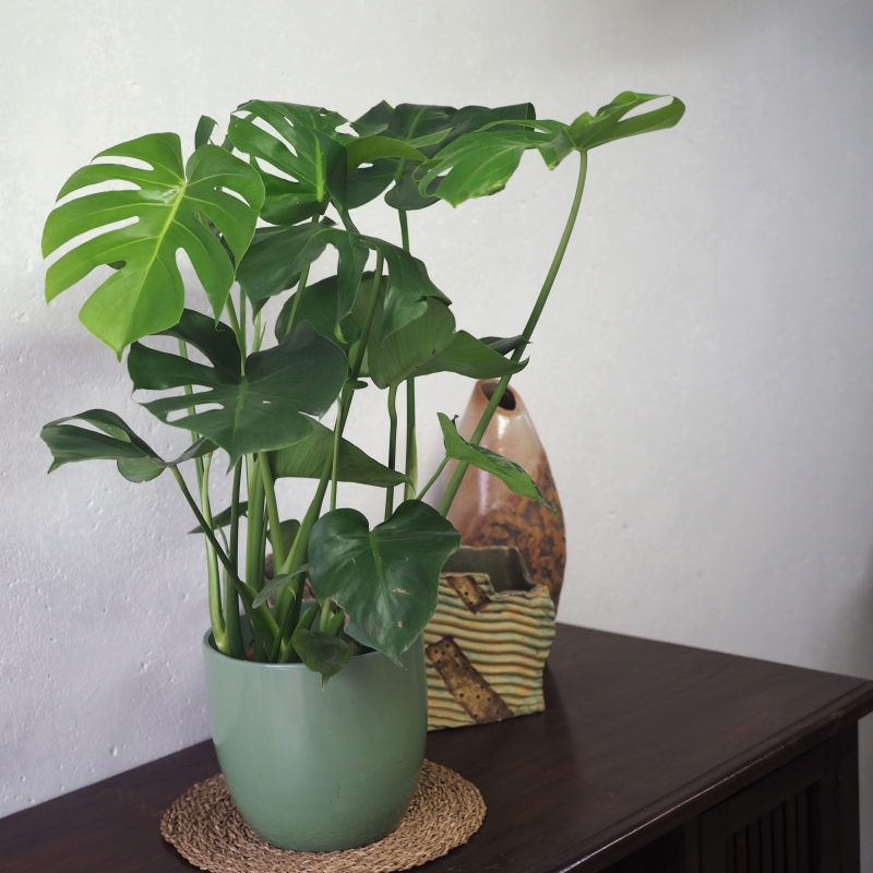 Monstera Plant L