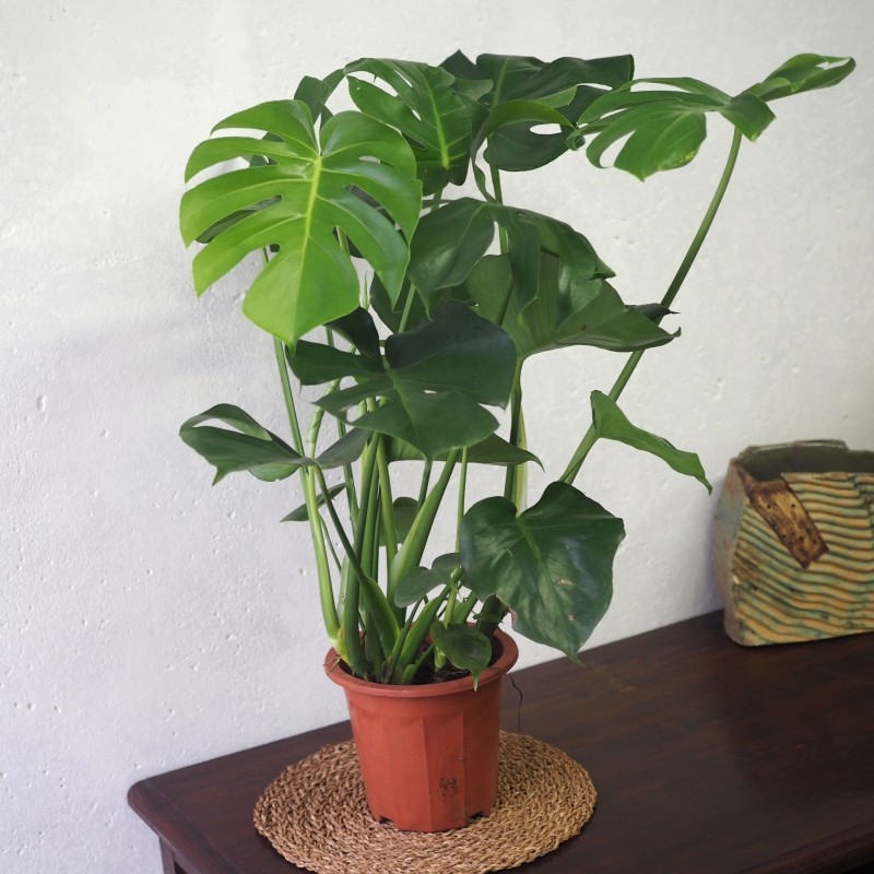 Monstera in grow pot