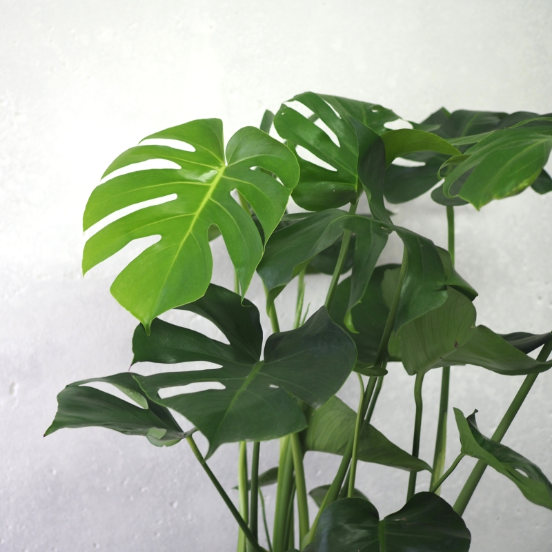Monstera leaf