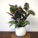 Ficus elastica