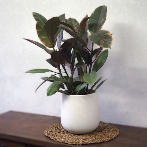 Ficus elastica