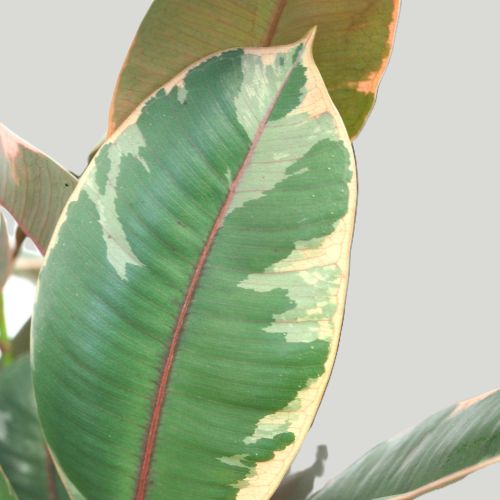 Ficus elastica