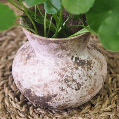 Copper Coin Plant - Rustic Pink - Image 2