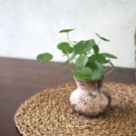 Copper Coin Plant - Rustic Pink