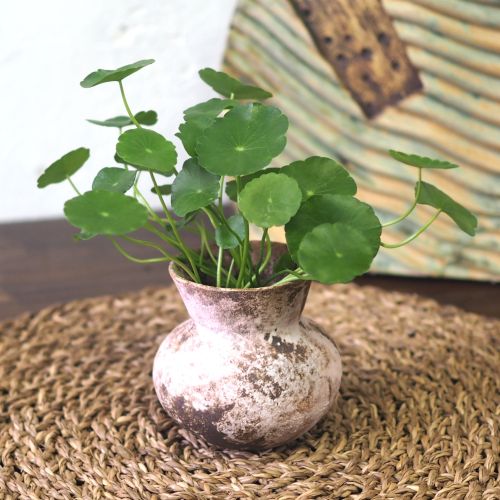 Copper Coin Plant - Rustic Pink - Image 5