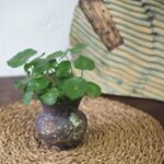 Copper coin plant in rustic teal vase