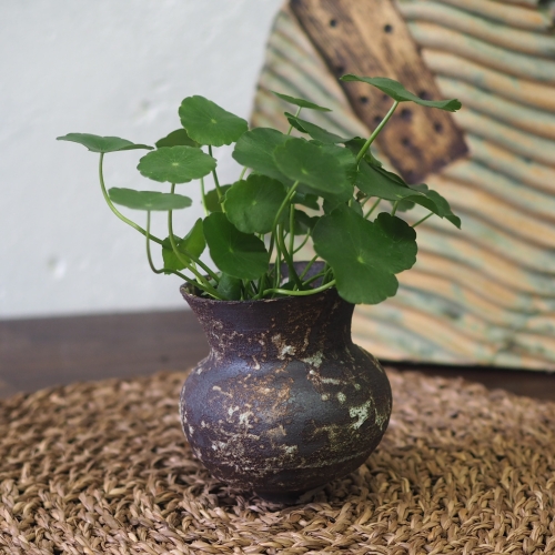 Copper coin plant in rustic teal vase