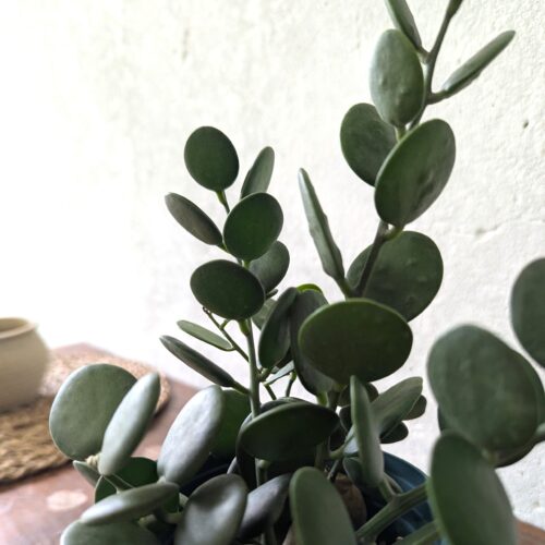 Silver Dollar Vine
