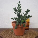Silver Dollar Vine