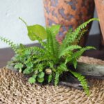 Tropical Forest on Driftwood