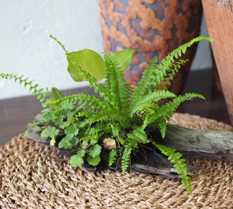 Tropical Forest on Driftwood