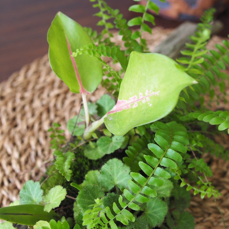 Tropical Forest on Driftwood - Image 4