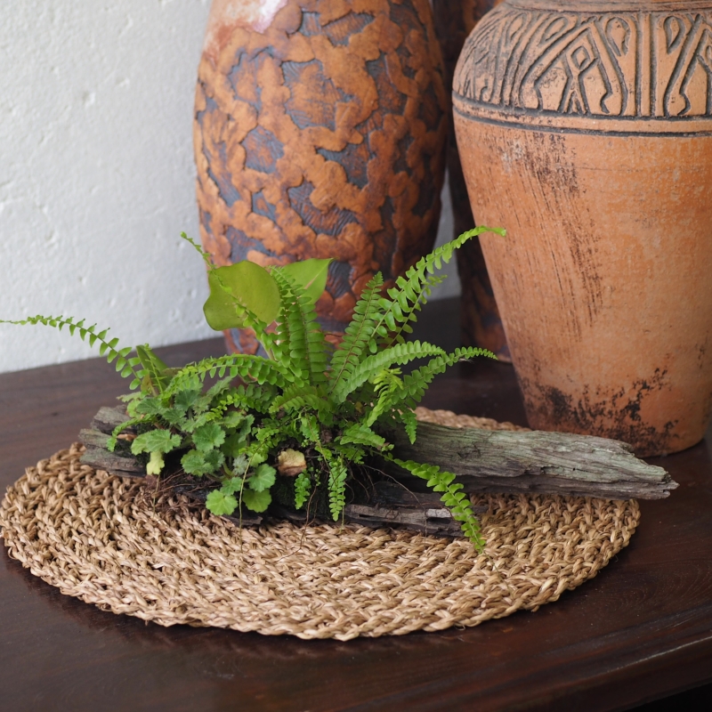 Tropical Forest on Driftwood - Image 2