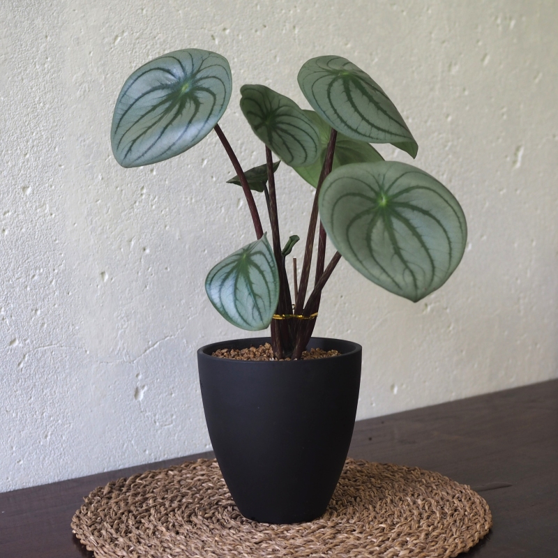 Matte Black Terracotta Pot - Image 5