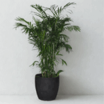 Bamboo Palm Plant