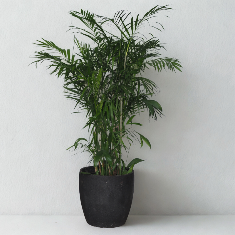 Bamboo Palm Plant