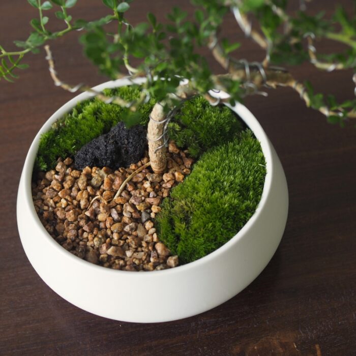 Ferionella bonsai in White bottom