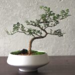 Ferionella bonsai in white pot 2