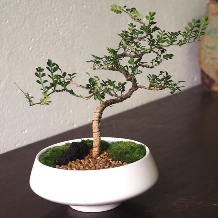 Ferionella bonsai in white pot