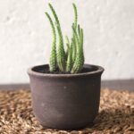 Mini Cactus in Yunomi Charcoal Pot