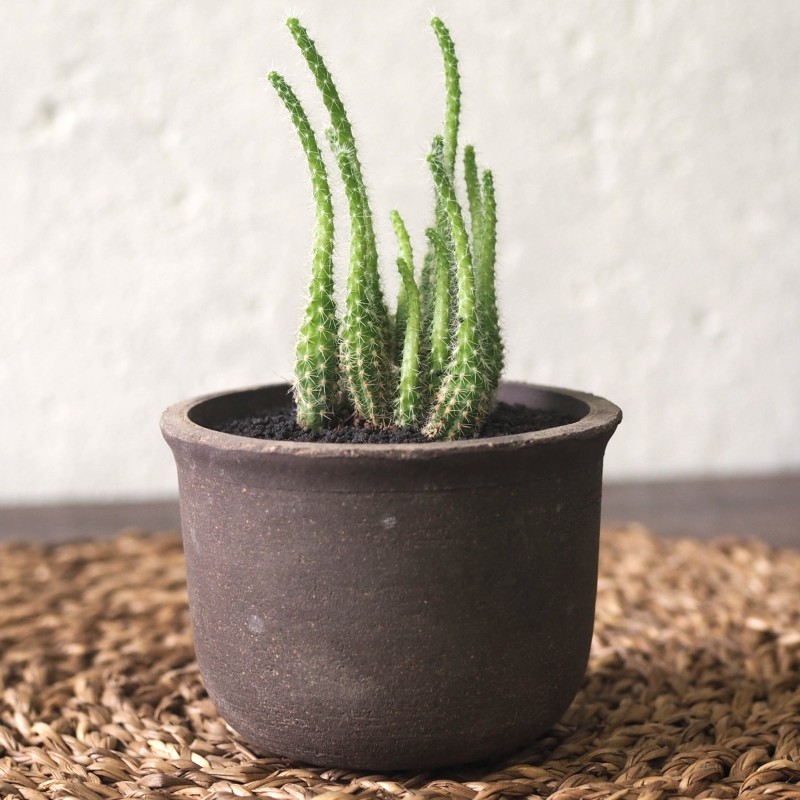 Mini Cactus in Yunomi Charcoal Pot