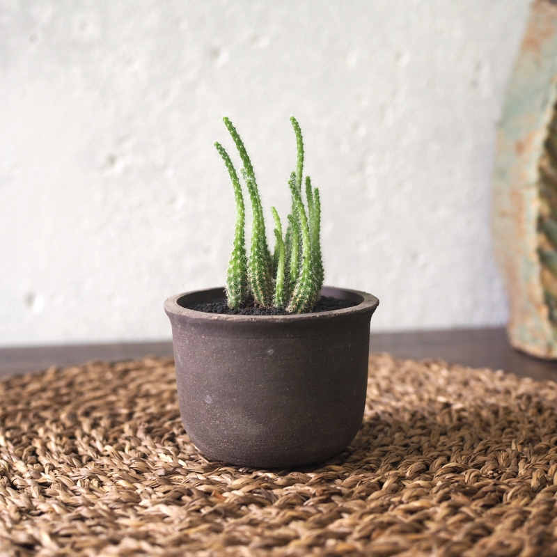 Mini Cactus in Yunomi Charcoal Pot - Image 2