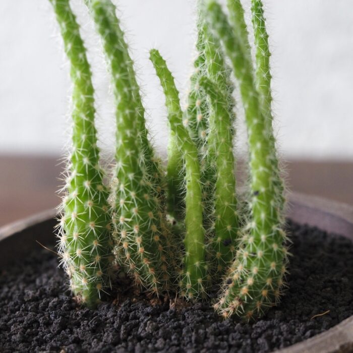 Mini Cactus in Yunomi Charcoal Pot - Image 3