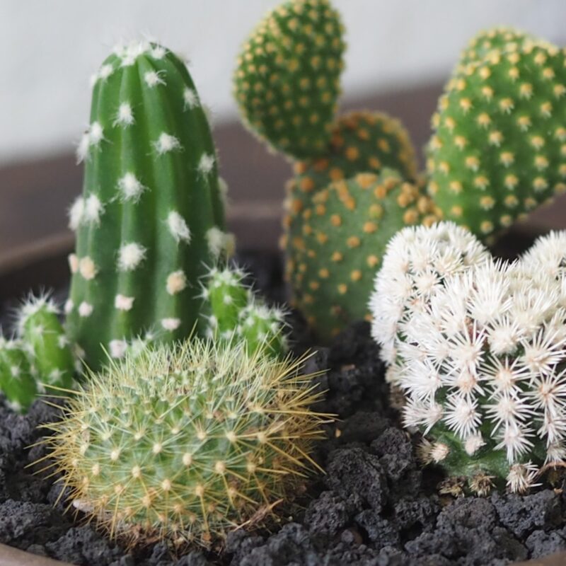 Mini Cactus Garden