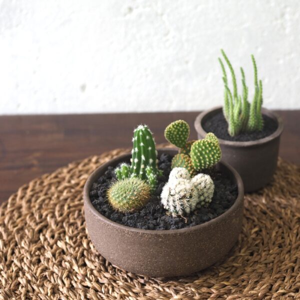 Mini Cactus Desert - Image 3