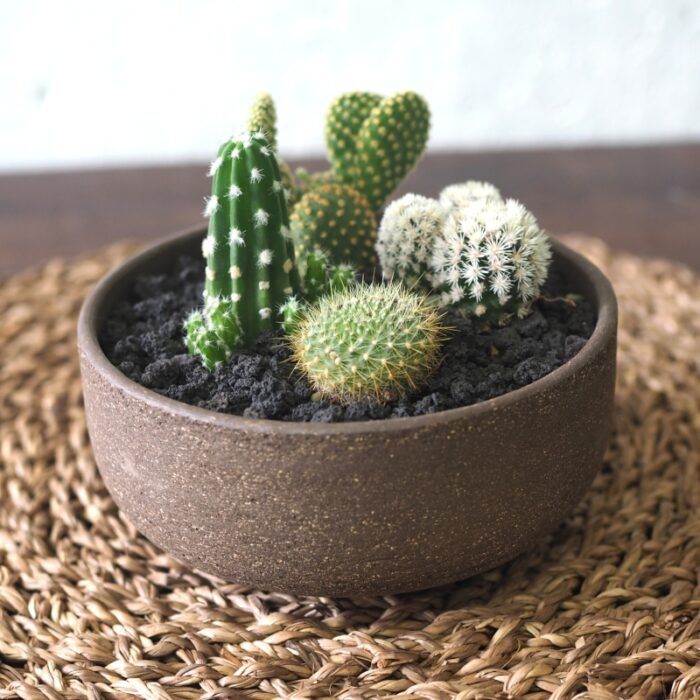 Mini Cactus Desert