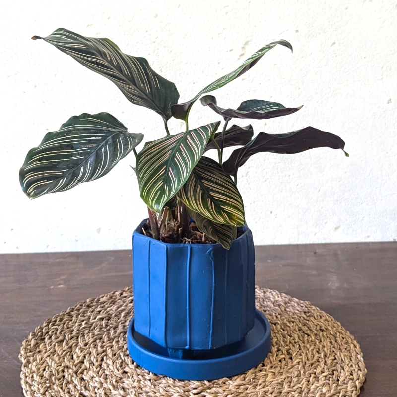 ZIGGY Ceramic Pot Small - Image 5
