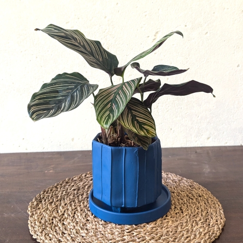 Pinstripe Calathea