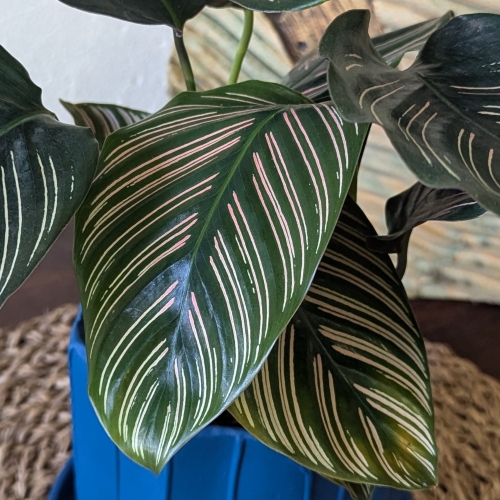 Pinstripe Calathea - Image 2