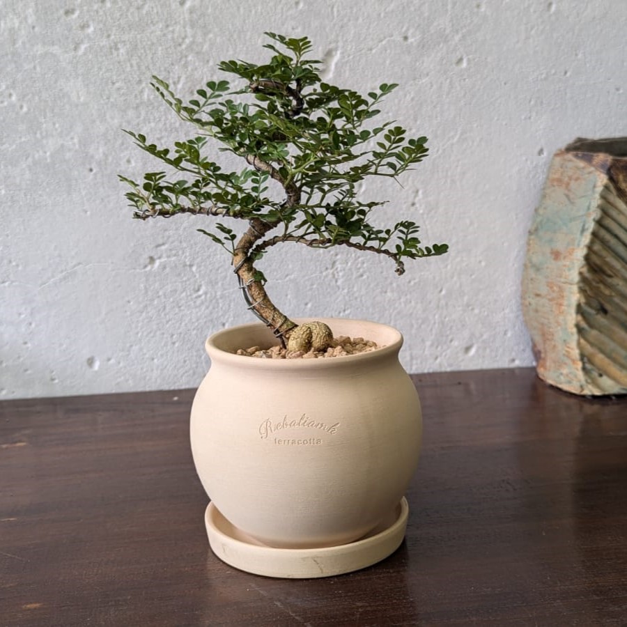 Feroniella Bonsai in Cream Ceramic Pot