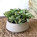 Fittonia