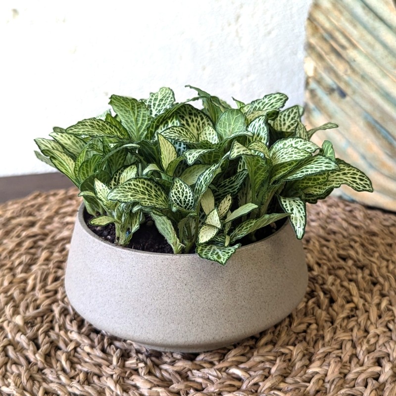 Fittonia