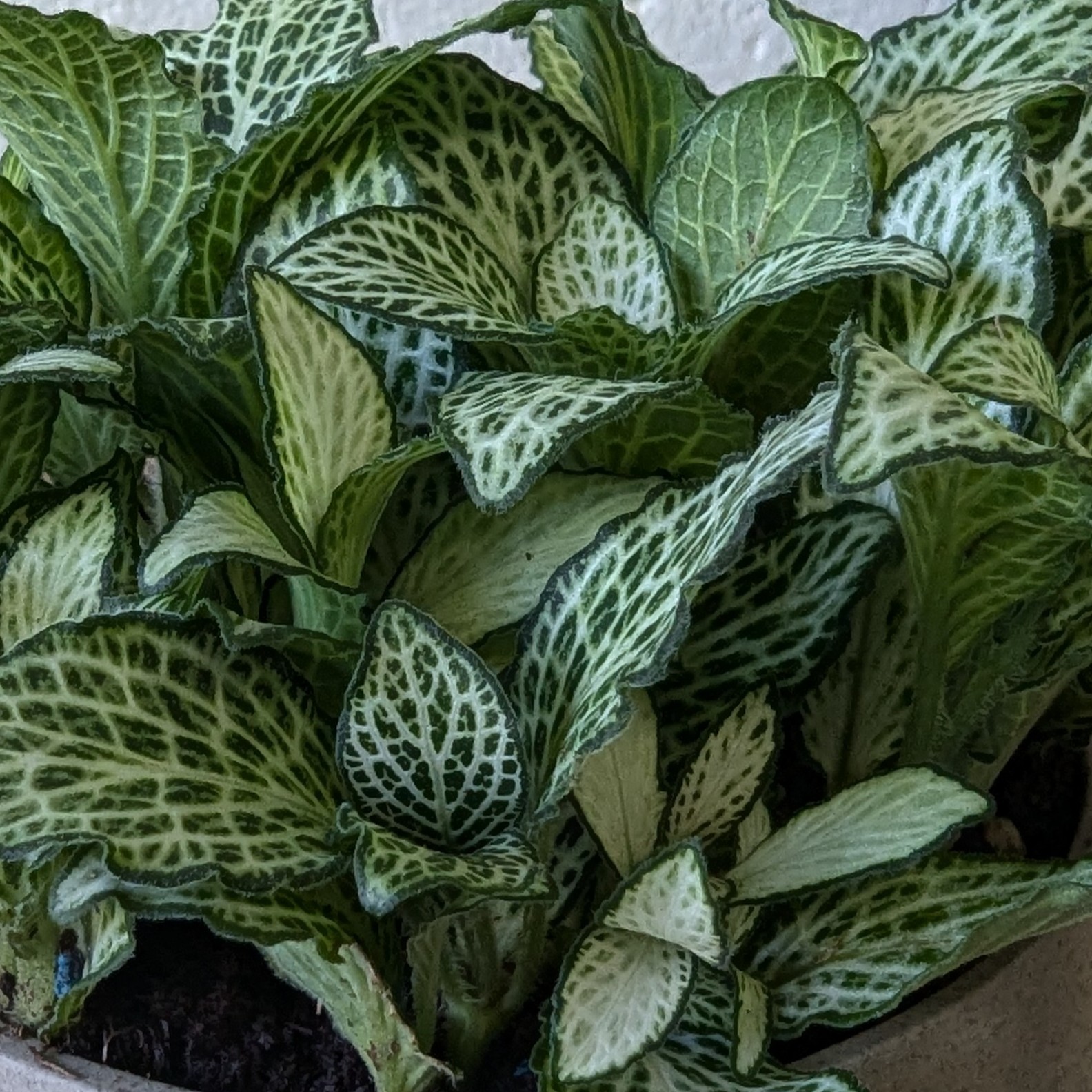 Fittonia - Image 2