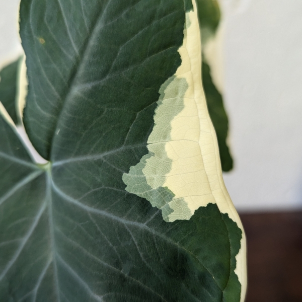 Alocasia Xanthosoma Mickey Mouse - Image 2