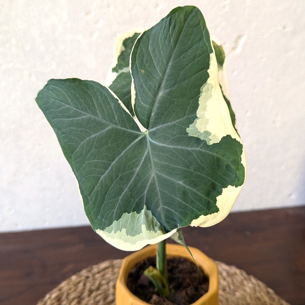 Alocasia Xanthosoma Mickey Mouse - Image 3
