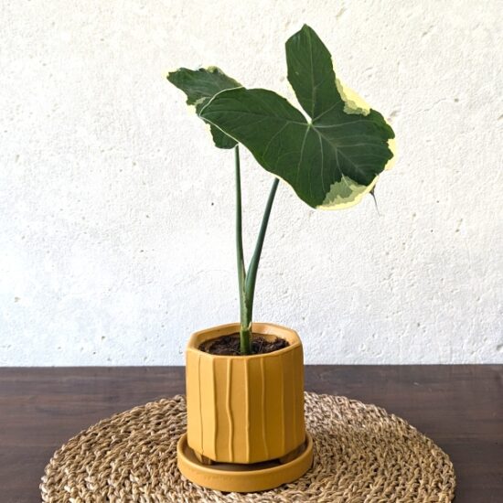 Mickey Mouse Plant in Yellow Pot