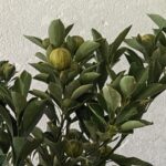 Variegated Kumquat Tree
