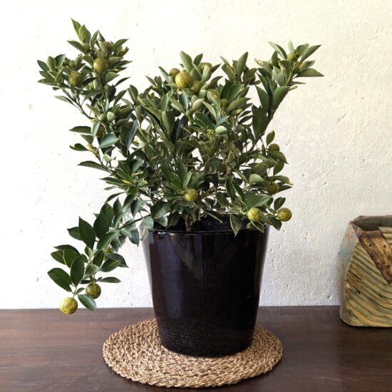 Variegated Kumquat