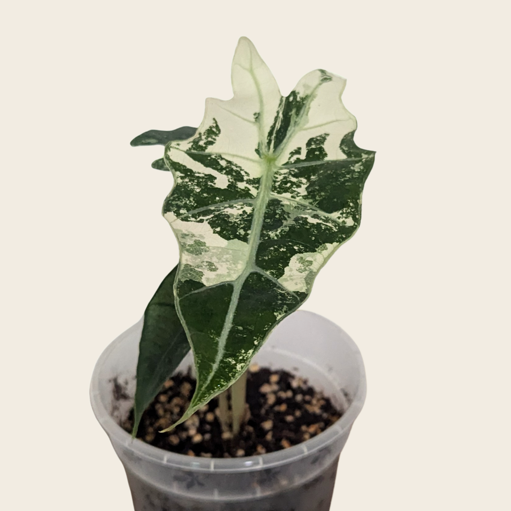 Alocasia Amazonica Pink Albo