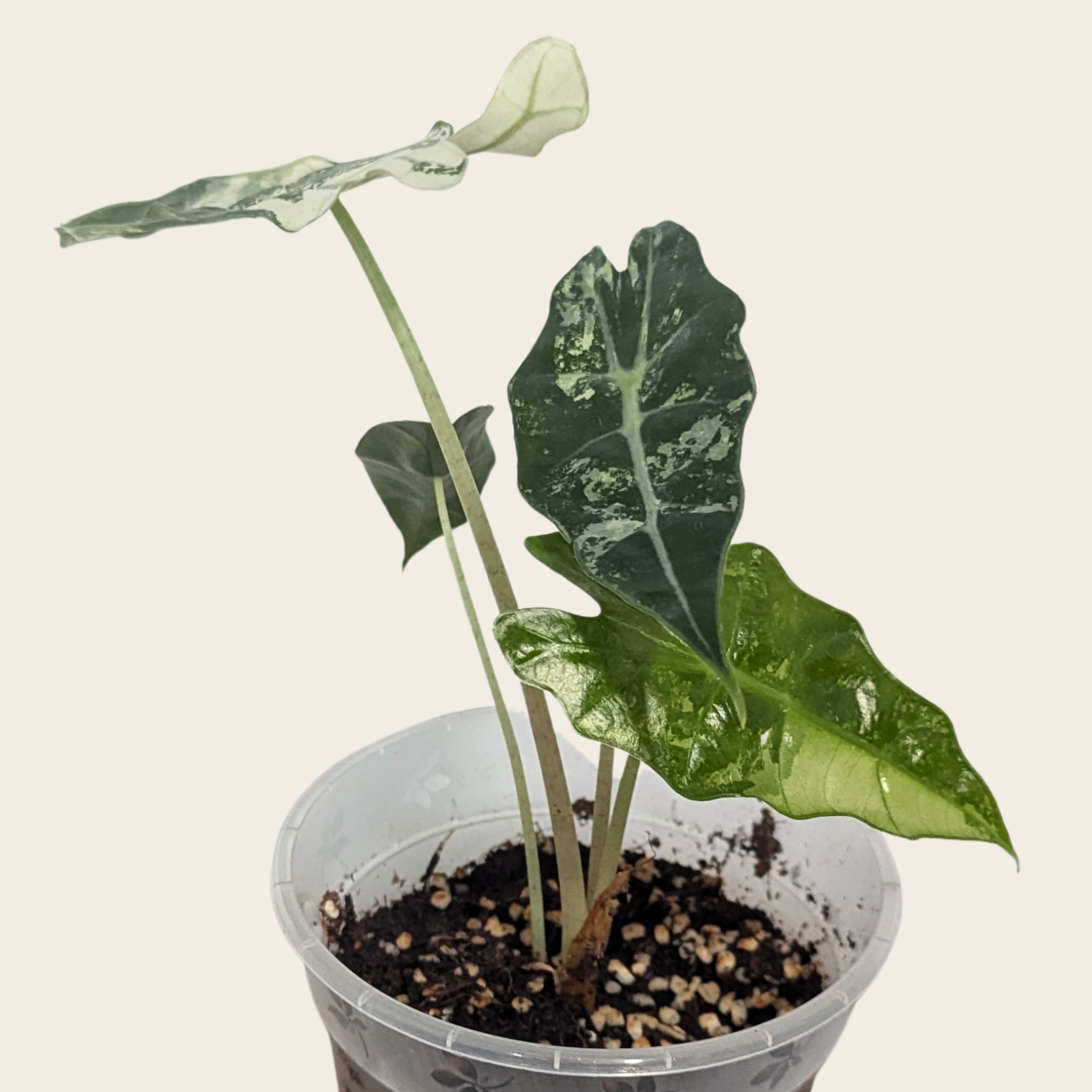 Alocasia Amazonica Pink Albo