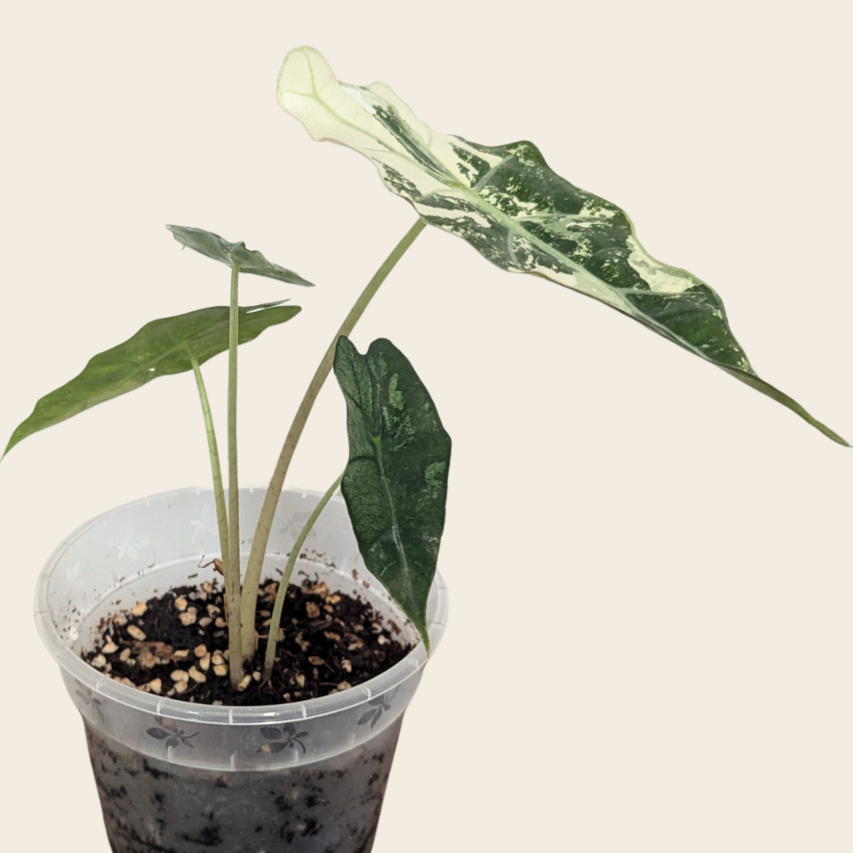 Alocasia Amazonica Pink Albo
