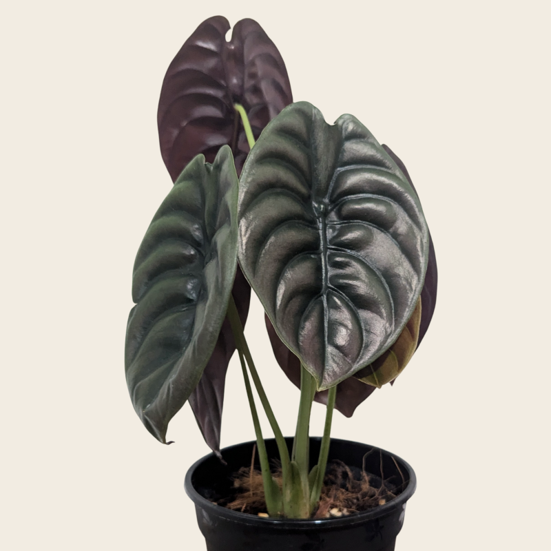 Alocasia Cuprea Mirror Plant