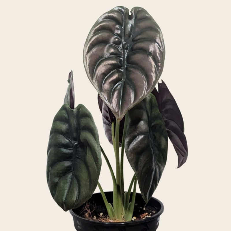 Alocasia Cuprea Mirror Plant